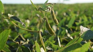 Mercados agrícolas al alza: soja, trigo y colza escalan por conflicto bélico y petróleo