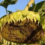 El Girasol Renace como Protagonista Estival: Un Verano de Récords y Rentabilidad