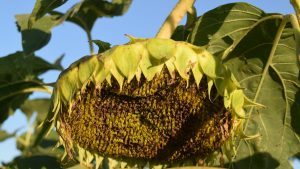 El Girasol Renace como Protagonista Estival: Un Verano de Récords y Rentabilidad