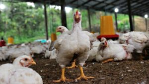 Conrado Ferber, expresidente del INAC, puso en entredicho el valor del pollo y denunció la influencia de un «lobby poderoso»