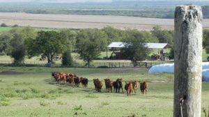 Residuos biológicos en alimentos: MGAP informó sobre expedientes y cómo se acciona para proteger los mercados